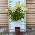 Hortenzia metlinatá (Hydrangea paniculata) ´LIMELIGHT´- výška 130-150 cm, kont. C12L - NA KMIENKU 